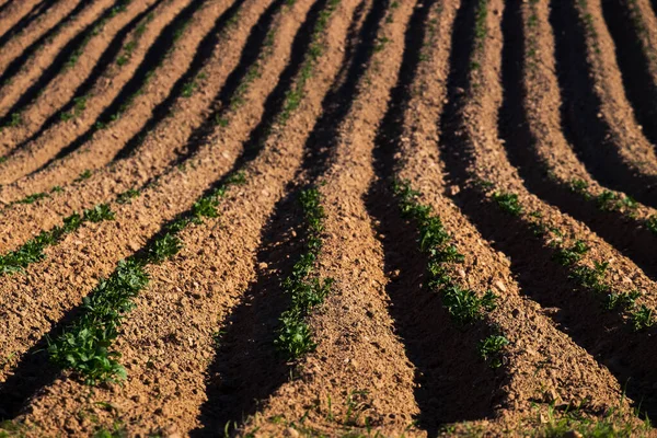 Sahada izler var. Toprak ve taze patates filizleri. kil