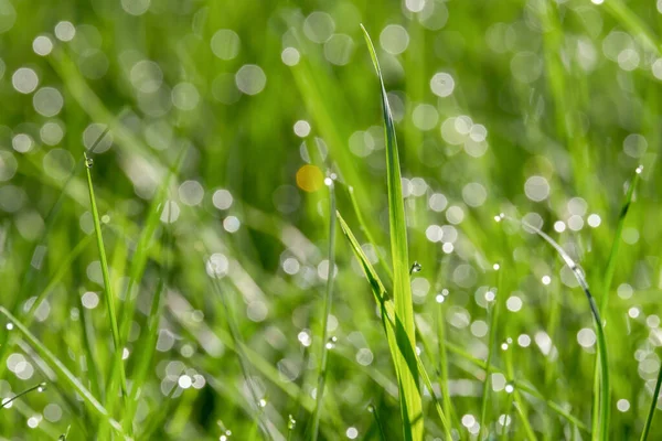 Sabahın erken saatlerinde çimlerin üzerinde çiy taneleri. Güneş ışığının damlalardaki yansımaları