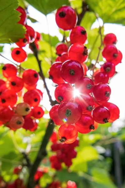 Kırmızıüzümlü üzümler çalıların üzerinde