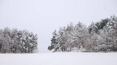 snow caps on pines and firs on a cloudy winter day