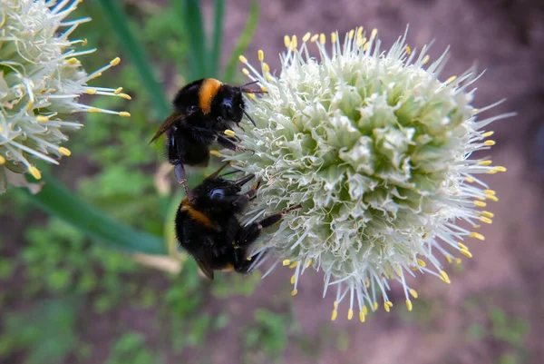two furry bumblebees on a flower gathering nectar
