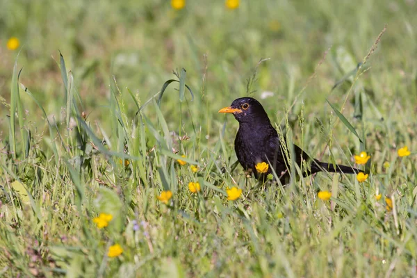 Die Amsel Turdus Merula Ist Eine Echte Drosselart Sie Wird — Stockfoto