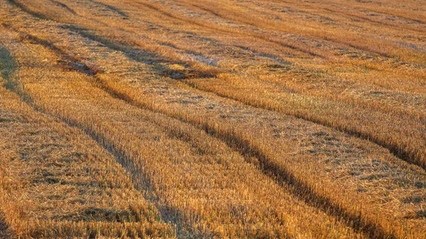 Sakal. hasat üstüne hasat.