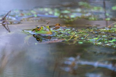 Bir bataklık kurbağası suda yüzer. Sadece büyük gözleri görülebilir. Beyaz Rusya