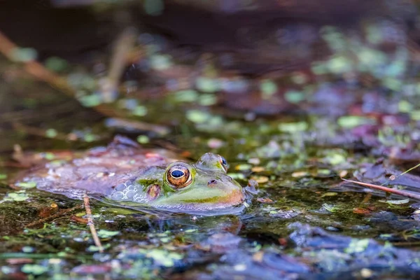 Bažinatá Žába Plave Vodě Viditelné Jsou Jen Jeho Velké Oči — Stock fotografie