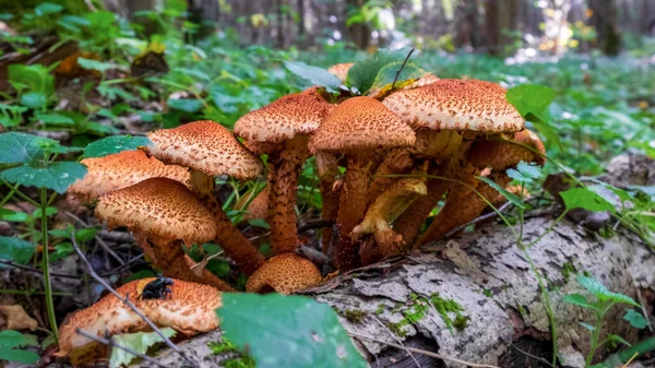 Pholiota Kare (İngilizce: Pholiota squarrosa), Strophariaceae familyasından bir mantar türüdür..