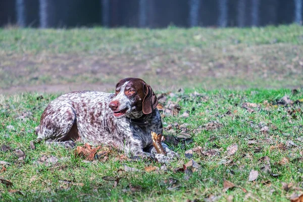 Kurzhaar Almancası Kısaltılmış Pointer yalan söylüyor