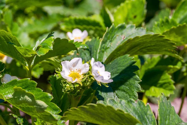 Çilekler çiçek açmış.