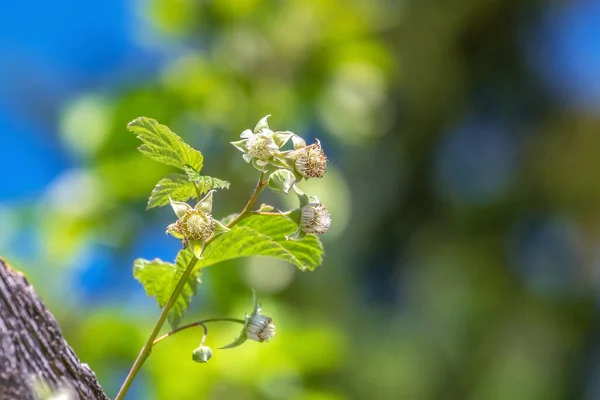 Parlak çilekler ilkbaharın başlarında açarlar.