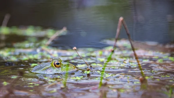 Een Moeraskikker Zwemt Het Water Alleen Zijn Grote Ogen Zijn — Stockfoto