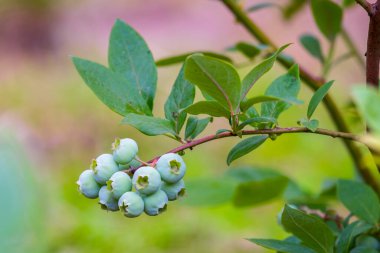 Çalının üzerinde yetişen olgun yaban mersini. Yabanmersini (Aşı Uliginosum). Bir çalılığın dallarında olgunlaşan meyveler. Yaklaştın. Yaz. Haziran