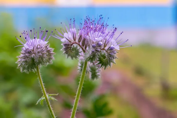 Çiçekli safhalar (akrep yemi, heliotrope). Fas çiçeğinin manzarası yakındır. Pistil, stamen.