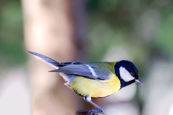 Primo Piano Grande Uccello Tit Seduto Sul Ramo Albero — Foto Stock