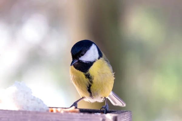 Primo Piano Grande Uccello Tit Seduto Sul Ramo Albero — Foto Stock