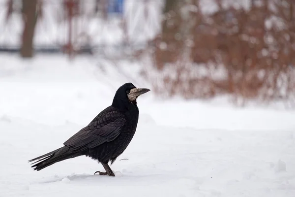 Prends Des Poses Oiseau Noir Regardant Caméra — Photo