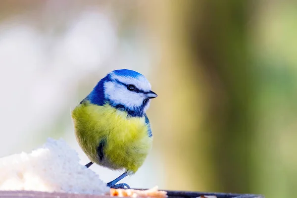 Colored Little Bird Looks Camera Close Distance Eurasian Blue Tit — Stockfoto