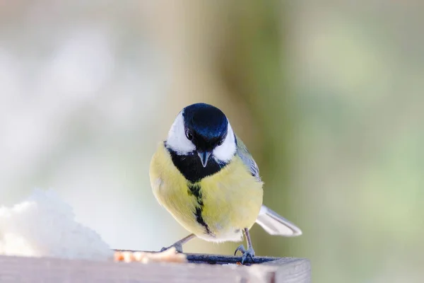 Primo Piano Grande Uccello Tit Seduto Sul Ramo Albero — Foto Stock