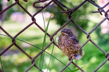 Yaygın kızıl başlı civciv (Phoenicurus phoenicurus) çitin üzerinde oturuyor. Ciddi yüz ifadesi