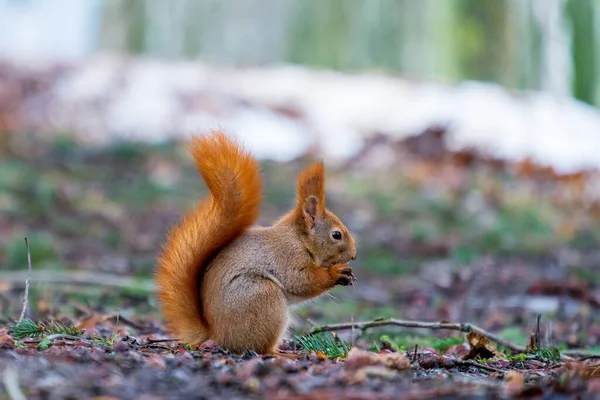 Sincap (Sciirrel) profilinde kuyruğu yükselmiş ve bir şeyler yiyor.