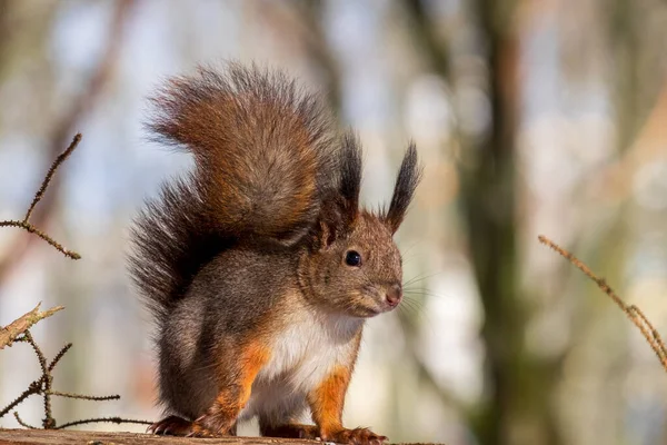 Kabarık kuyruklu kırmızı bir sincap kameraya bakar. Pozisyon