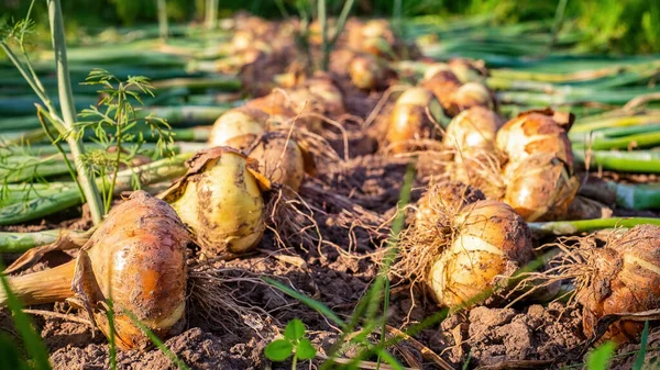 Soğan topluyorum. Taze kazılmış altın ampuller bahçede yerde yatıyor.