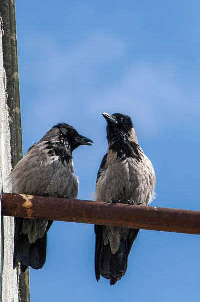 Deux Corbeaux Parlent Assis Sur Une Cheminée Contre Ciel Bleu — Photo