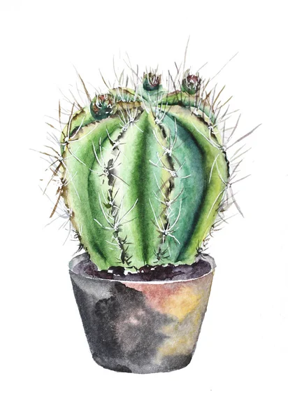 Cactus Sur Aquarelle Blanche Illustration Botanique Images De Stock Libres De Droits