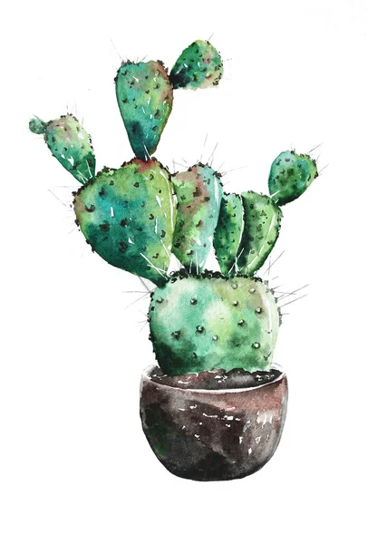 Cactus Sur Aquarelle Blanche Illustration Botanique Images De Stock Libres De Droits