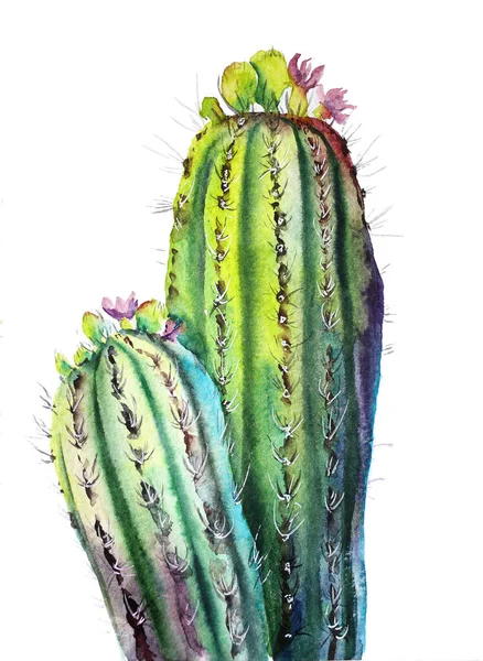 Cactus Sur Aquarelle Blanche Illustration Botanique Photo De Stock