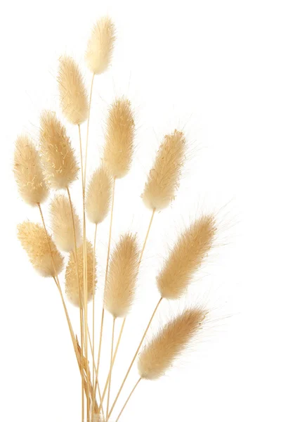 tavşan kuyruğu otu