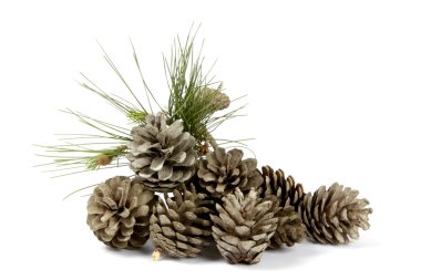 çam kozalakları ve bitki