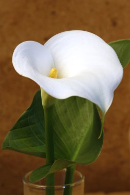bir bardak su içinde tek lilly