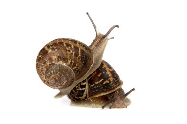 iki helezon üzerinde beyaz izole