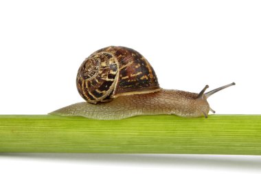 Single snail on a stem clipart