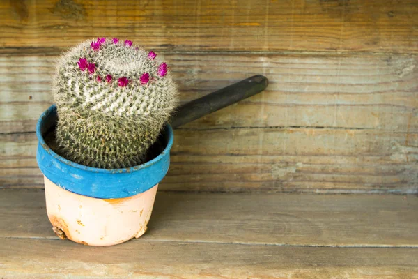 Blommande kaktus i en rostig gryta — Stockfoto