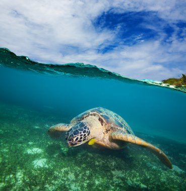 Turtle swimming on the sea bottom