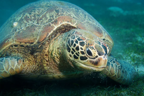 Énorme tortue de mer manger des algues — Photo