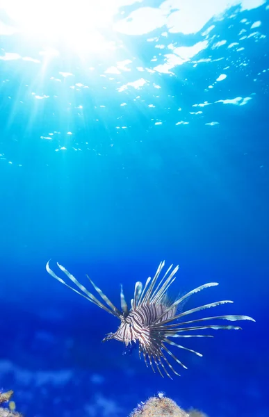 One lionfish in blue — Stock Photo, Image