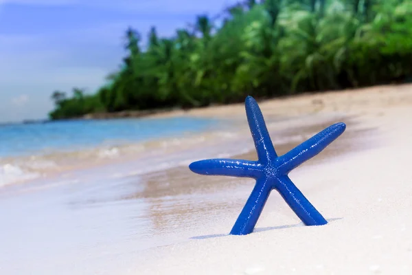 Stelle marine blu sulla spiaggia di sabbia bianca — Foto Stock