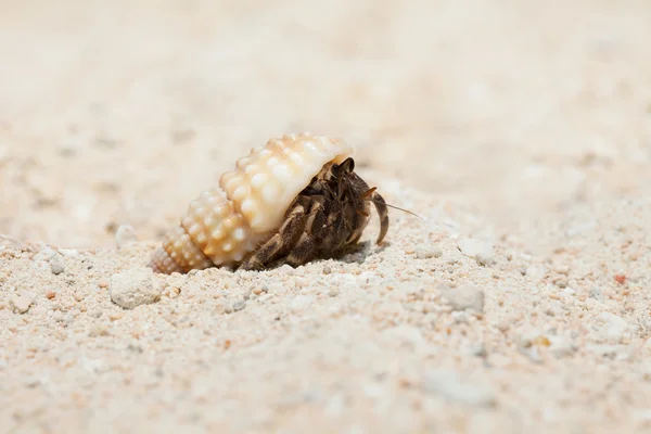 Крихітний краб на піщаному пляжі — стокове фото