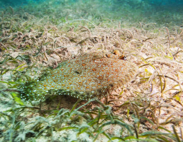 Niedliche Plattfische auf sandigem Boden — Stockfoto