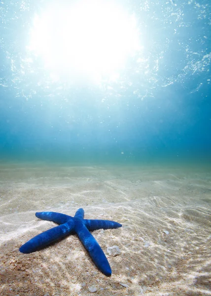 Starfish deep underwater — Stock Photo, Image