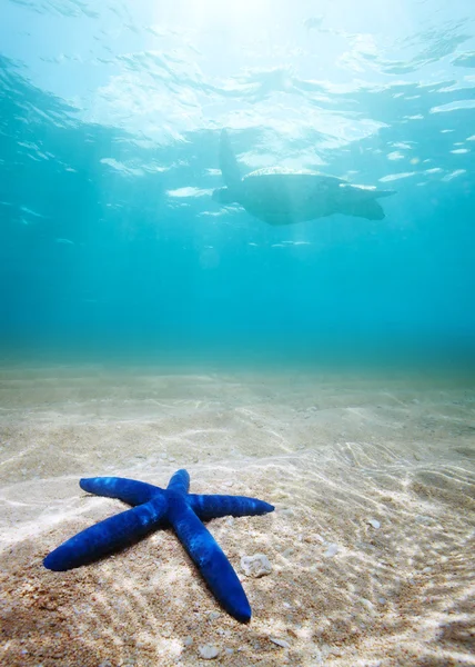 Azul estrela-do-mar profundo subaquático — Fotografia de Stock