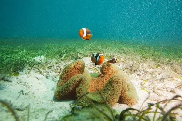 Family of clownfishes on sandy bottom — Stock Photo, Image