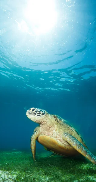 Sea turtle deep underwater — Stock Photo, Image