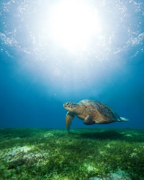 Плавательная черепаха на солнце — стоковое фото