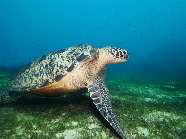 Turtle on seaweed bottom — Stock Photo, Image