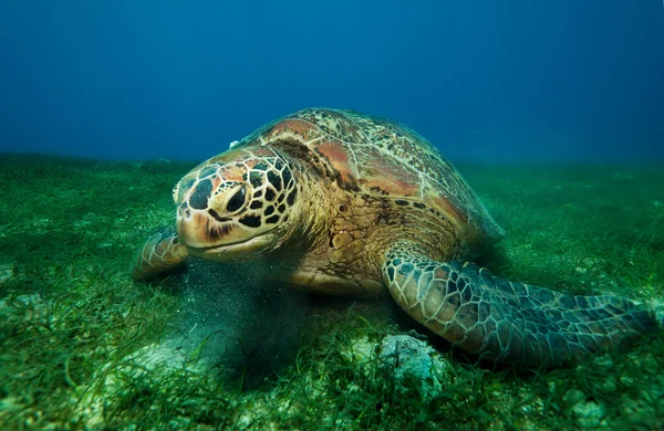 Huge turtle eating seaweed underwater — Stock Photo, Image