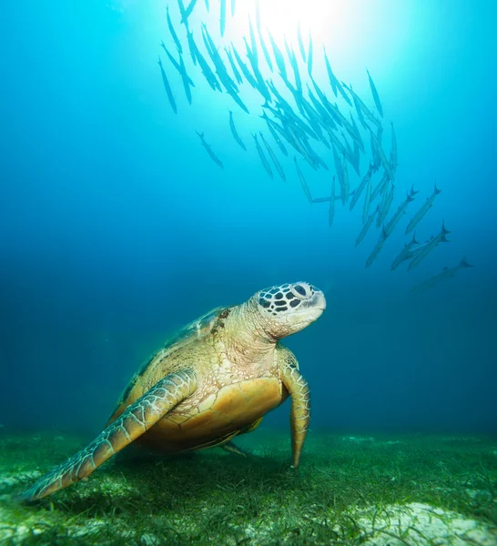 Sea turtle deep underwater — Stock Photo, Image