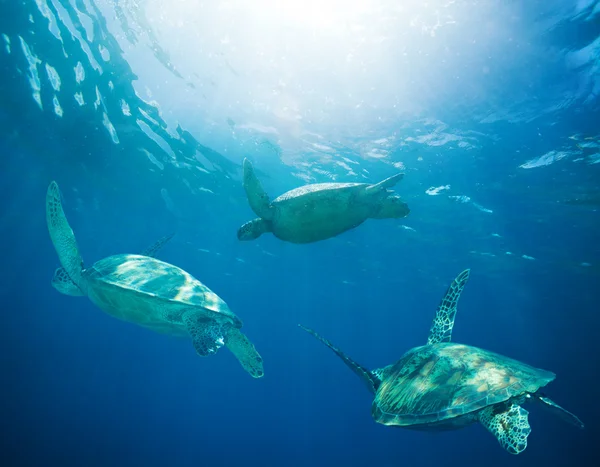 Мигрирующая школа морских черепах — стоковое фото
